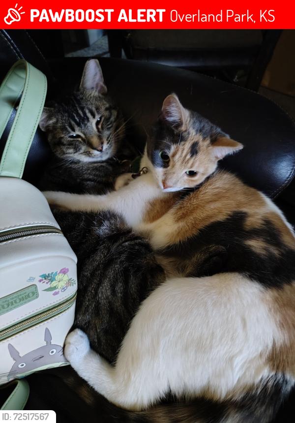 Lost Female Cat last seen Sheridan ridge s , Overland Park, KS 66212