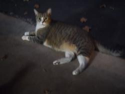 Lost Female Cat last seen Cypress North Houston, Cypress, TX 77429