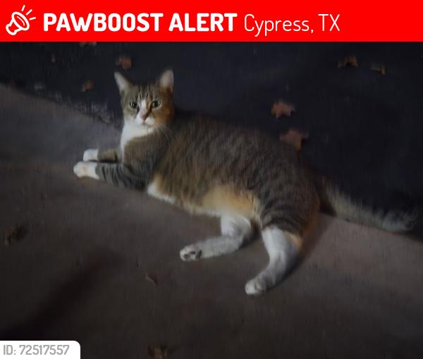 Lost Female Cat last seen Cypress North Houston, Cypress, TX 77429