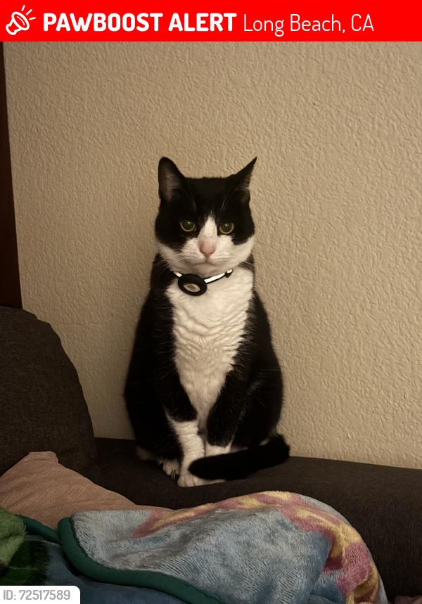 Lost Male Cat last seen Locust Ave & E 16th St, Long Beach, CA 90813