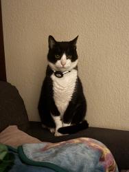 Lost Male Cat last seen Locust Ave & E 16th St, Long Beach, CA 90813