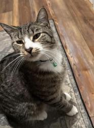 Lost Male Cat last seen Centerton and Buck Roads, Pittsgrove, NJ 08318