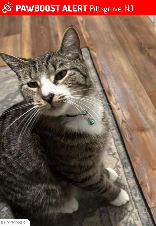 Lost Male Cat last seen Centerton and Buck Roads, Pittsgrove, NJ 08318