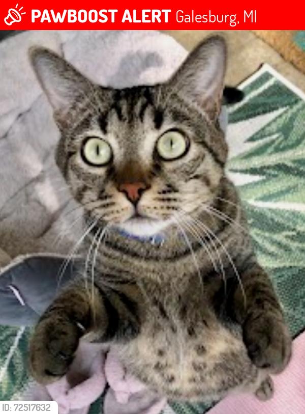 Lost Male Cat last seen Galesburg Rest Area / Miller, Galesburg, MI 49053