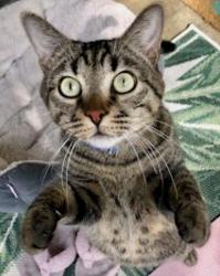 Lost Male Cat last seen Galesburg Rest Area / Miller, Galesburg, MI 49053