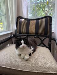 Lost Female Cat last seen Dogwood Acres, Johnson City, TN 37604