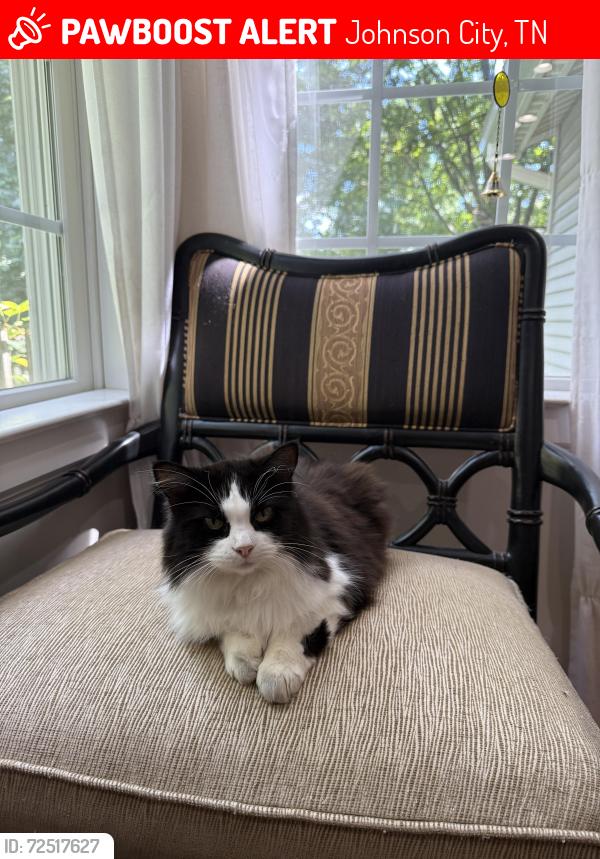 Lost Female Cat last seen Dogwood Acres, Johnson City, TN 37604