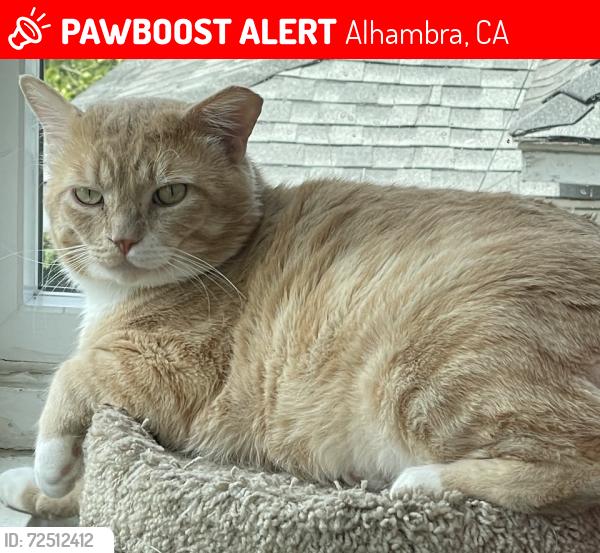 Lost Male Cat last seen E. Bay State St. and S. Monterey St., Alhambra, CA 91801