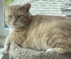 Lost Male Cat last seen E. Bay State St. and S. Monterey St., Alhambra, CA 91801