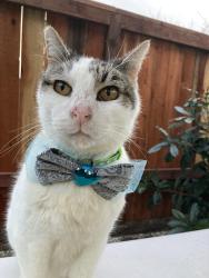 Lost Male Cat last seen Hale and Woodvale , Vallejo, CA, Vallejo, CA 94591