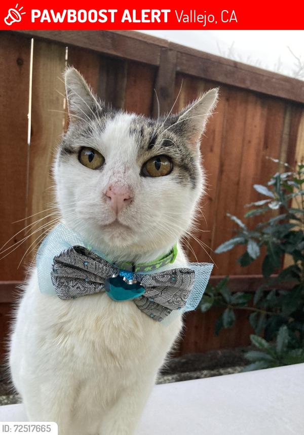 Lost Male Cat last seen Hale and Woodvale , Vallejo, CA, Vallejo, CA 94591
