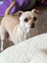 Lost Female Dog last seen Near w autumn park ln, Meridian, ID 83642