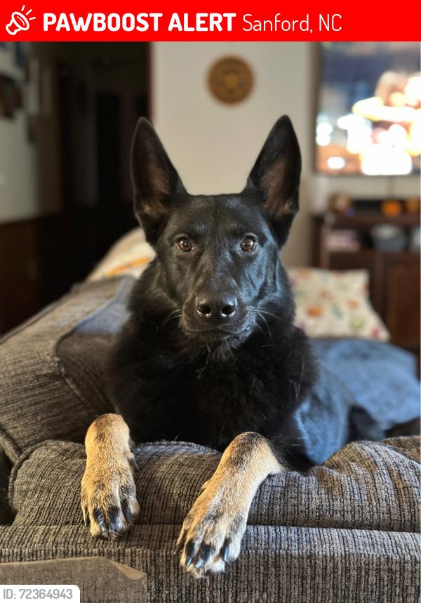 Lost Female Dog last seen Ponderosa Rd and Bailey Thomas Rd at Lee Co Line, Sanford, NC 27332