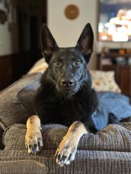 Lost Female Dog last seen Ponderosa Rd and Bailey Thomas Rd at Lee Co Line, Sanford, NC 27332