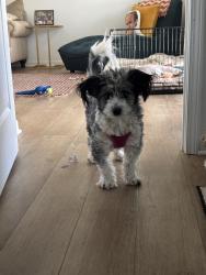 Lost Male Dog last seen Anderson Creek Neighborhood and Golf Course, Spring Lake, NC 28390