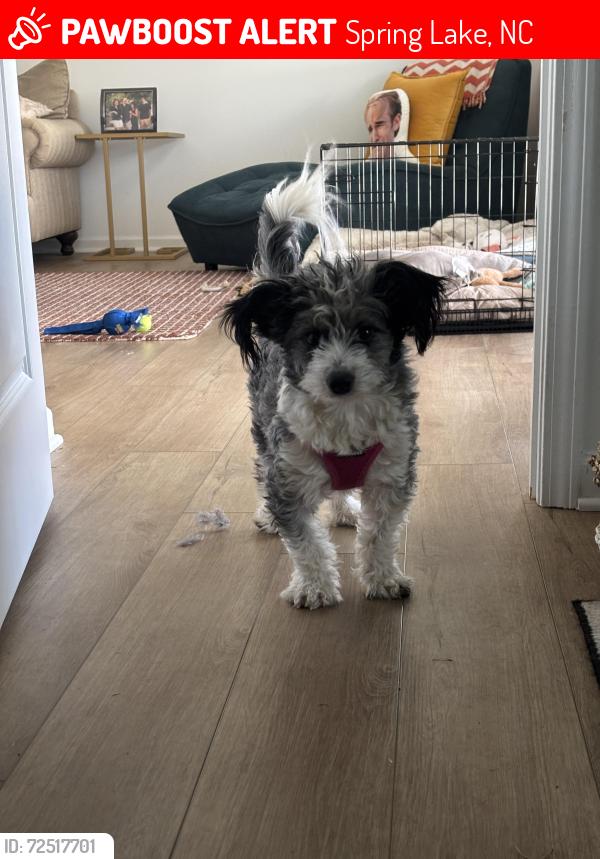Lost Male Dog last seen Anderson Creek Neighborhood and Golf Course, Spring Lake, NC 28390
