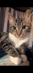 Lost Female Cat last seen Gardendale and Pennsylvania, South Gate, CA 90280