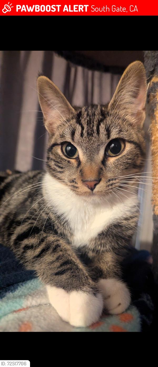 Lost Female Cat last seen Gardendale and Pennsylvania, South Gate, CA 90280