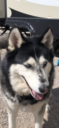 Lost Male Dog last seen Dogwood / Lake Mead Drive Henderson, NV, Henderson, NV 89015