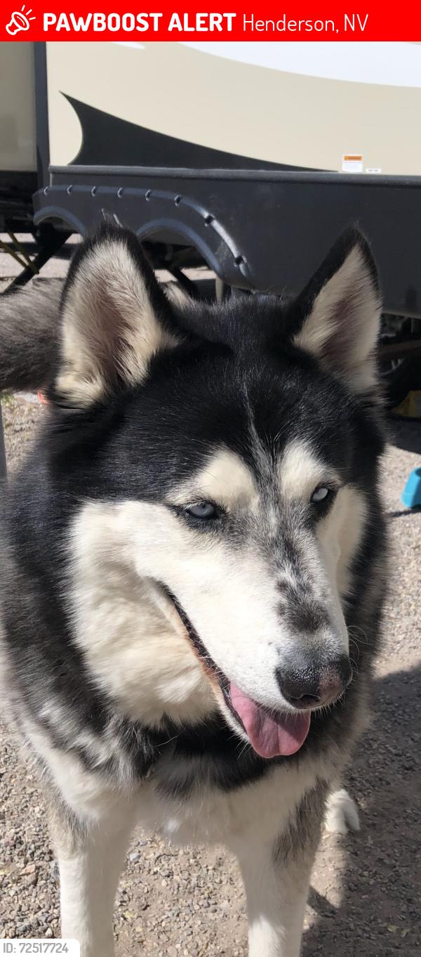 Lost Male Dog last seen Dogwood / Lake Mead Drive Henderson, NV, Henderson, NV 89015