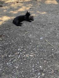 Lost Male Cat last seen Douglas , Granite Bay, CA 95746