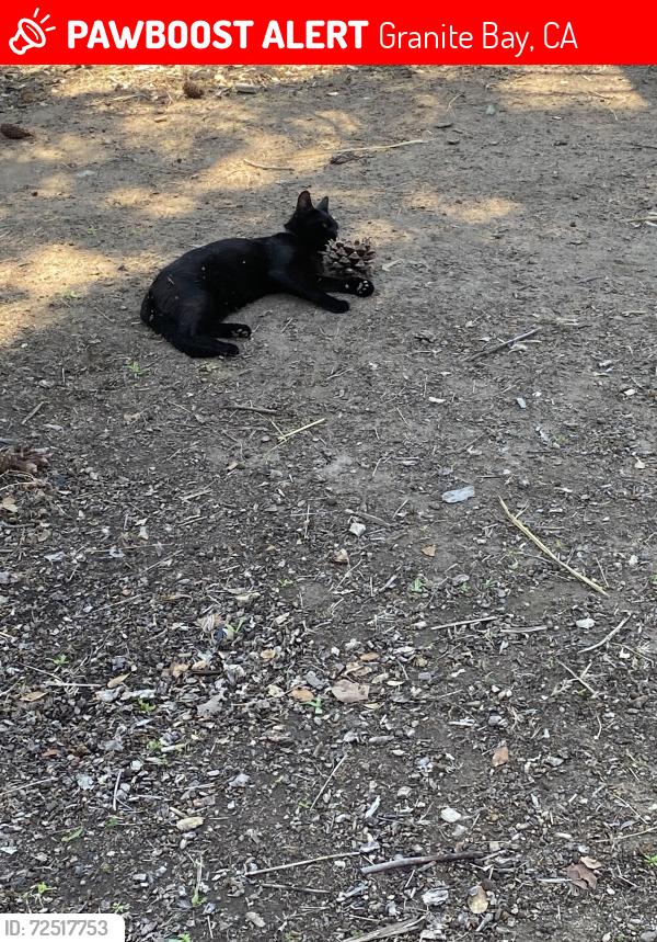 Lost Male Cat last seen Douglas , Granite Bay, CA 95746