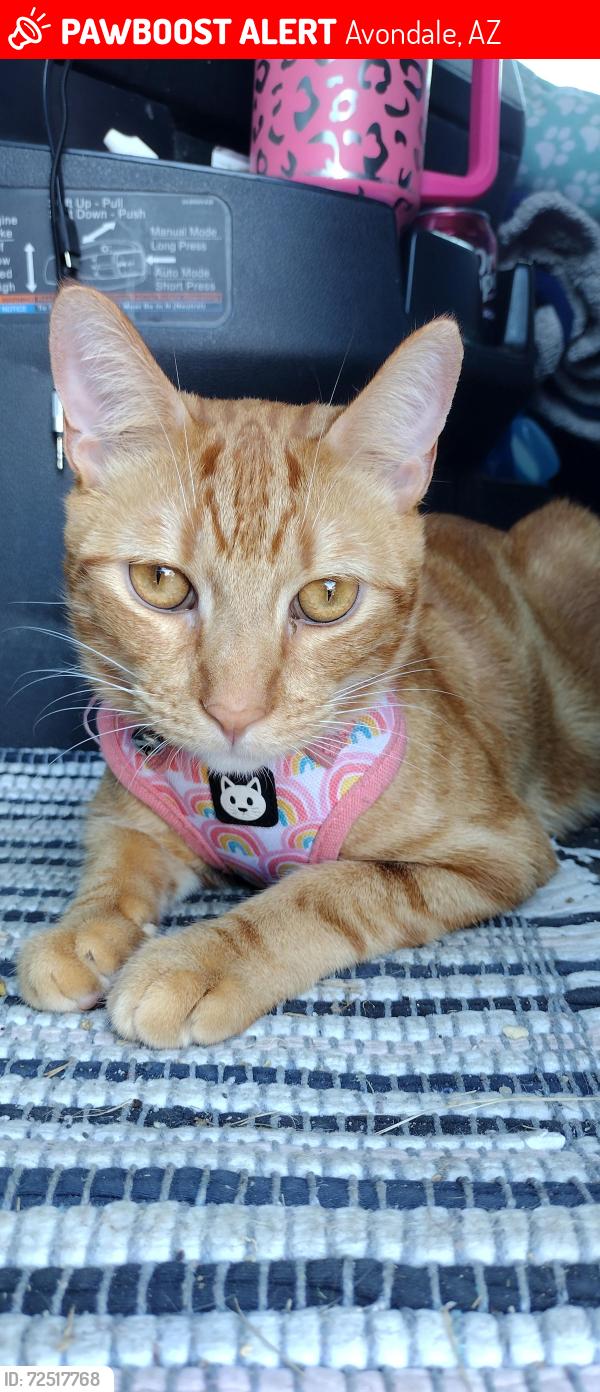Lost Male Cat last seen Pilot truck stop , Avondale, AZ 85323