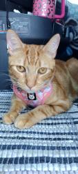 Lost Male Cat last seen Pilot truck stop , Avondale, AZ 85323