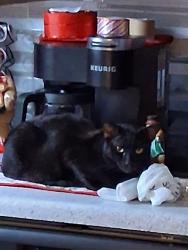 Lost Male Cat last seen Near Edgemere , El Paso, TX 79925