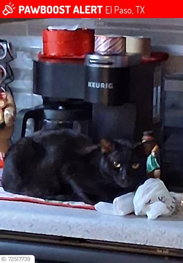 Lost Male Cat last seen Near Edgemere , El Paso, TX 79925