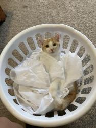 Lost Male Cat last seen Coors and Montaño , Albuquerque, NM 87120