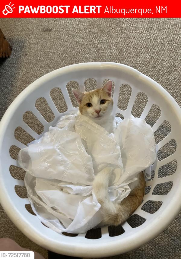 Lost Male Cat last seen Coors and Montaño , Albuquerque, NM 87120