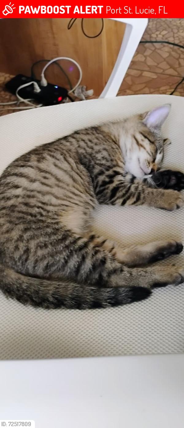 Lost Male Cat last seen Viscous ST Port Saint Lucie fl , Port St. Lucie, FL 34983