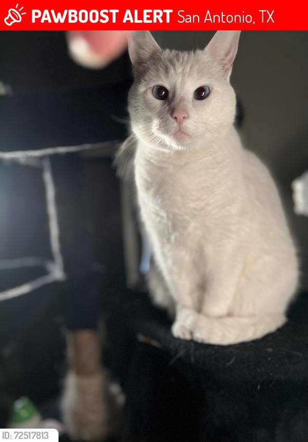 Lost Female Cat last seen Bandera , San Antonio, TX 78240