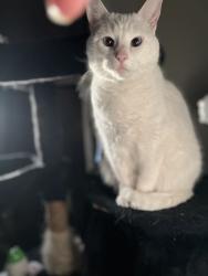Lost Female Cat last seen Bandera , San Antonio, TX 78240