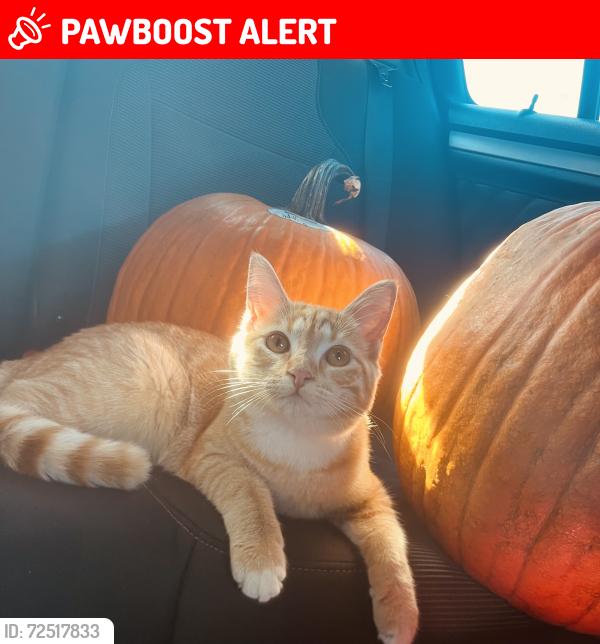 Lost Female Cat last seen Im, Gloucester Township, NJ 08081