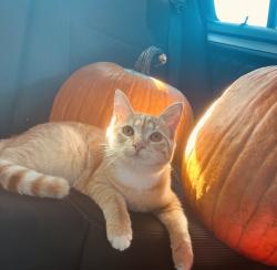 Lost Female Cat last seen Im, Gloucester Township, NJ 08081