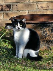 Lost Female Cat last seen Na, Sapulpa, OK 74066