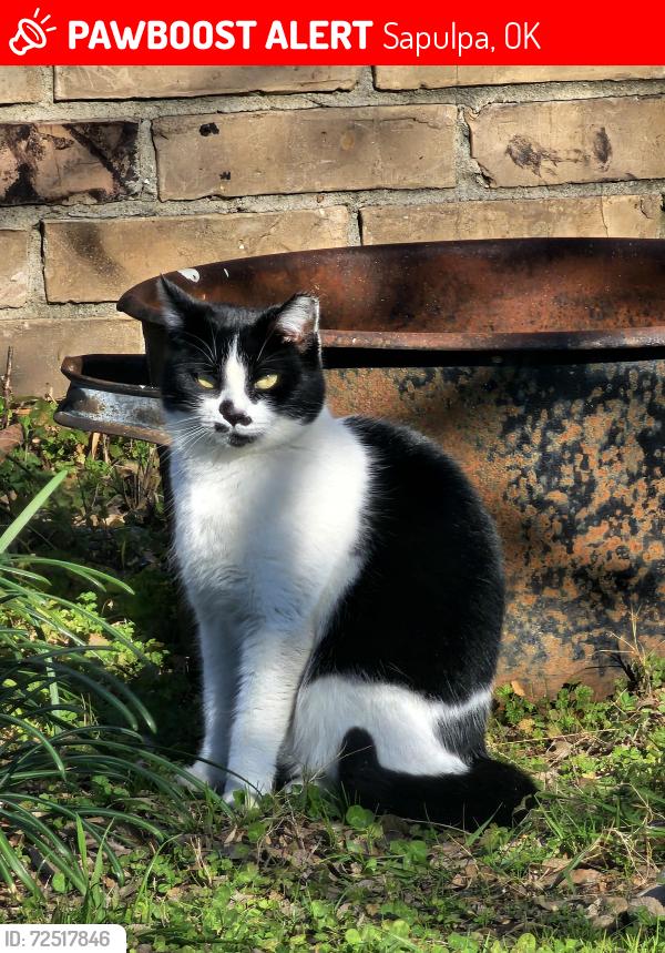 Lost Female Cat last seen Na, Sapulpa, OK 74066