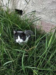 Lost Male Cat last seen Elaine Norwalk , Norwalk, CA 90650