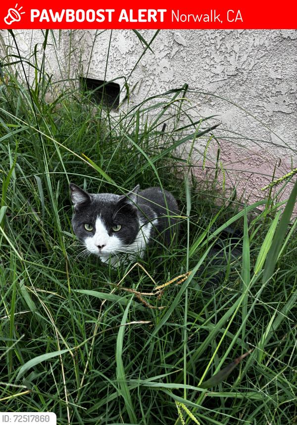 Lost Male Cat last seen Elaine Norwalk , Norwalk, CA 90650