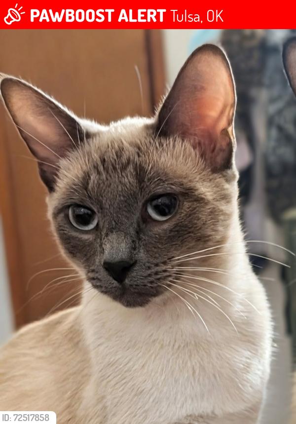 Lost Female Cat last seen Sheridan and Admiral, Tulsa, OK 74115