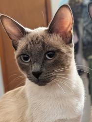 Lost Female Cat last seen Sheridan and Admiral, Tulsa, OK 74115