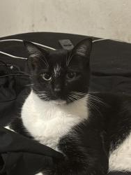 Lost Male Cat last seen overlook at lake griffin, Lake County, FL 34788