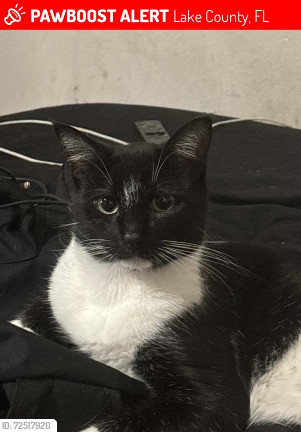 Lost Male Cat last seen overlook at lake griffin, Lake County, FL 34788