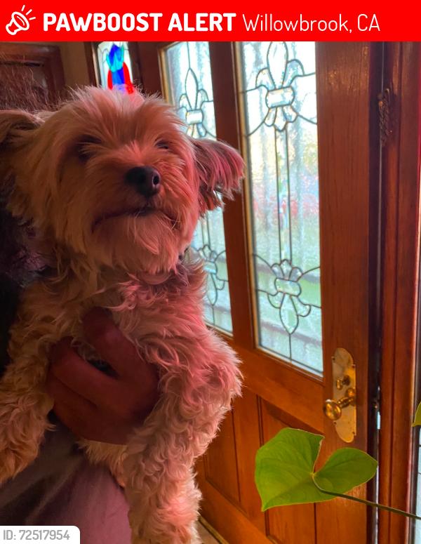 Lost Female Dog last seen Avalon blvd / El Segundo blvd , Willowbrook, CA 90222