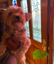 Lost Female Dog last seen Avalon blvd / El Segundo blvd , Willowbrook, CA 90222