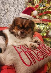 Lost Male Dog last seen Pirkle road and huey , Douglasville, GA 30134