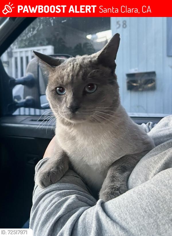 Lost Male Cat last seen Peacock Ct , Starbucks and 24 hour gym nearby, Santa Clara, CA 95051