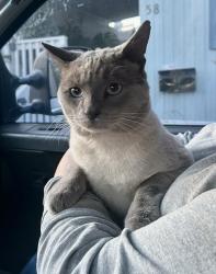 Lost Male Cat last seen Peacock Ct , Starbucks and 24 hour gym nearby, Santa Clara, CA 95051